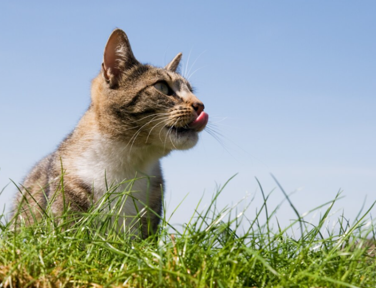 Por que gatos comem capim? Entenda esse comportamento curioso