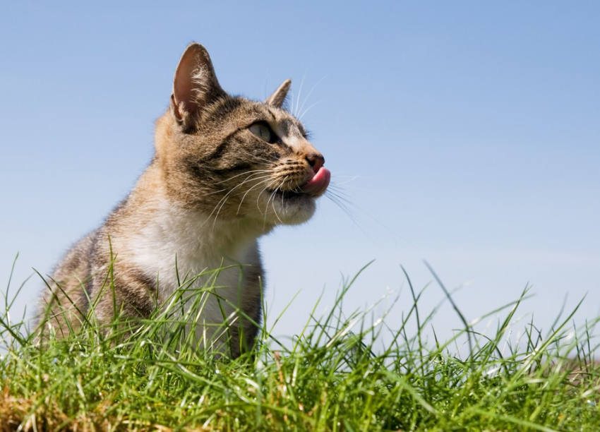 Por que gatos comem capim? Entenda esse comportamento curioso