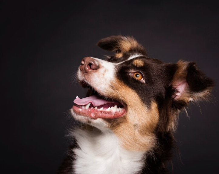 Conheça os benefícios do adestramento para cães