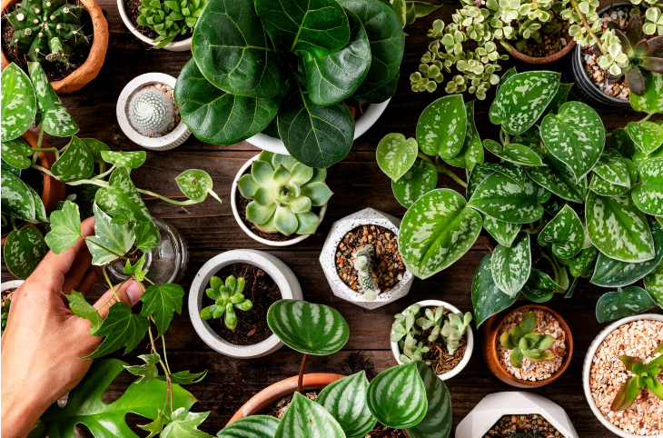 Como cuidar das suas plantas e manter a dengue longe: dicas simples e eficazes