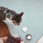 Chocolate pode ser fatal: especialista alerta sobre riscos da Páscoa para cães e gatos