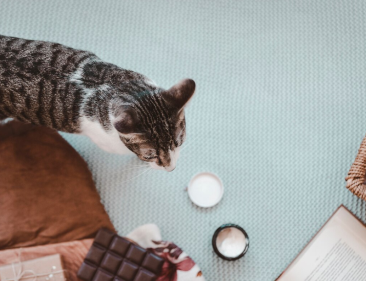 Chocolate pode ser fatal: especialista alerta sobre riscos da Páscoa para cães e gatos