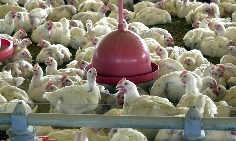 Agricultura confirma 1º foco de gripe aviária no Brasil e anuncia medidas de controle