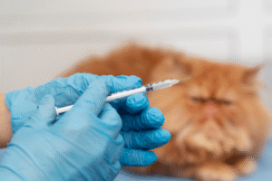 Vacinação Antirrábica Animal